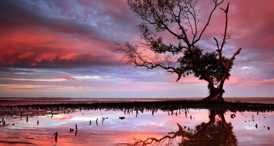 Sunset over a tidal area with a mangrove tree near Brisbane, Australia
