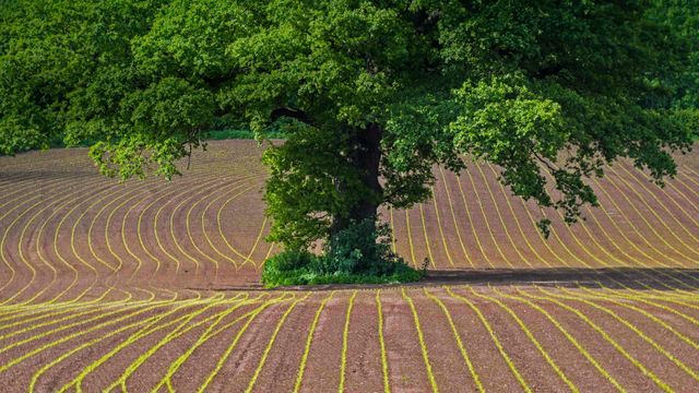 English oak tree in Monmouthshire, Wales