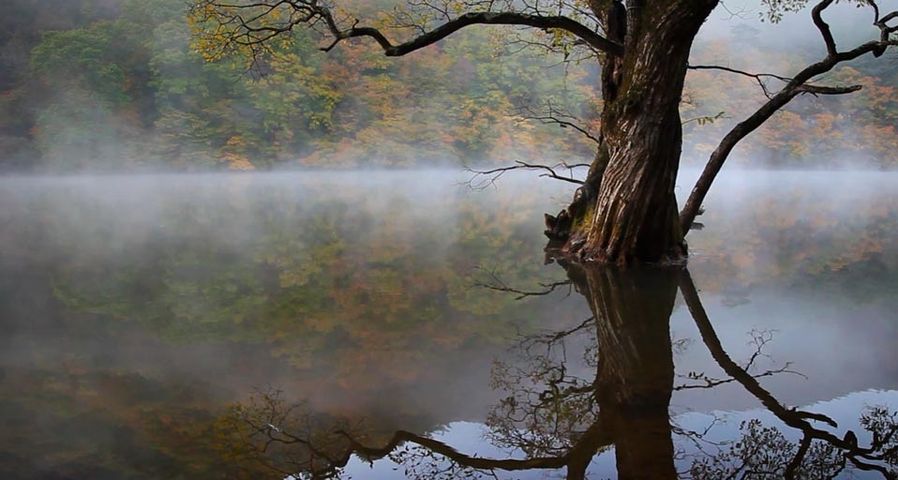 Reflection of an old tree with fog in Jusanji Lake/Cheongsonggun, Gyeongsangbuk-do, South Korea