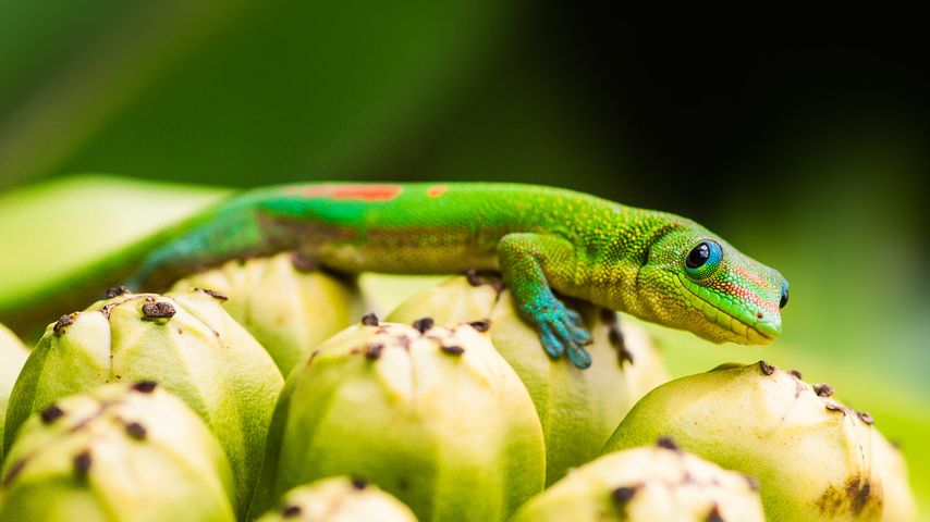 Gecko diurne sur un fruit de pandanus à Captain Cook, Hawaï
