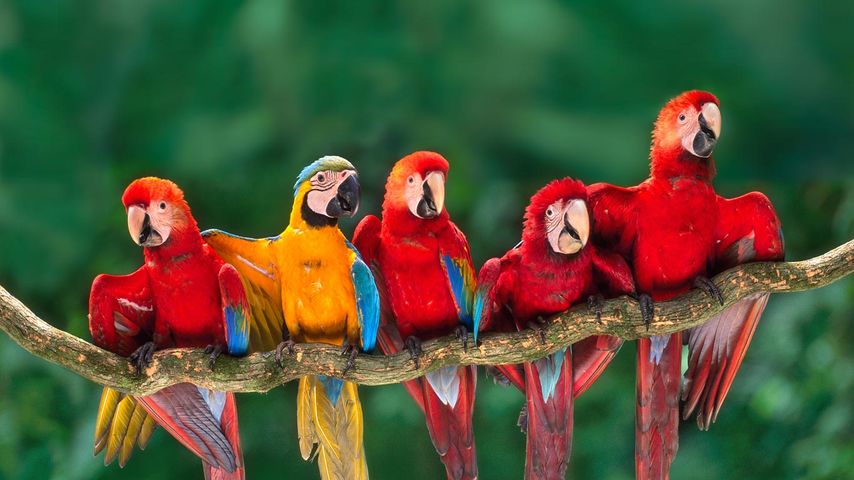 秘鲁坦博帕塔国家自然保护区的金刚鹦鹉