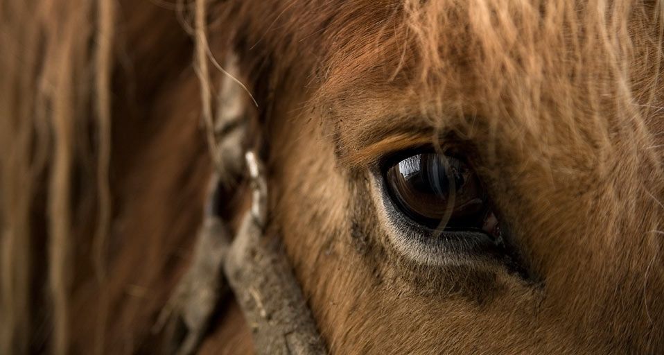 Close up of horse eye