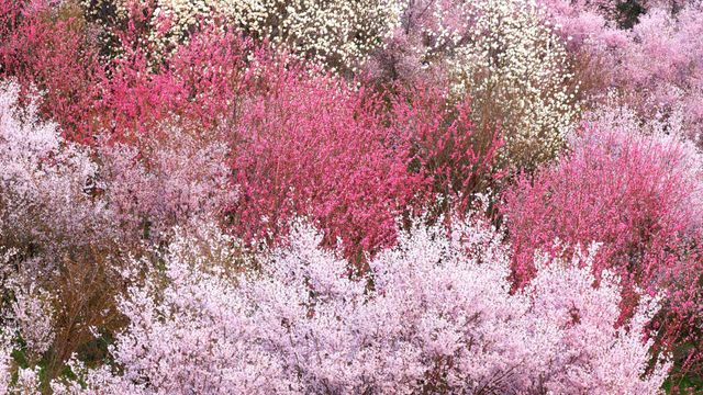 「花見山公園」福島, 福島市