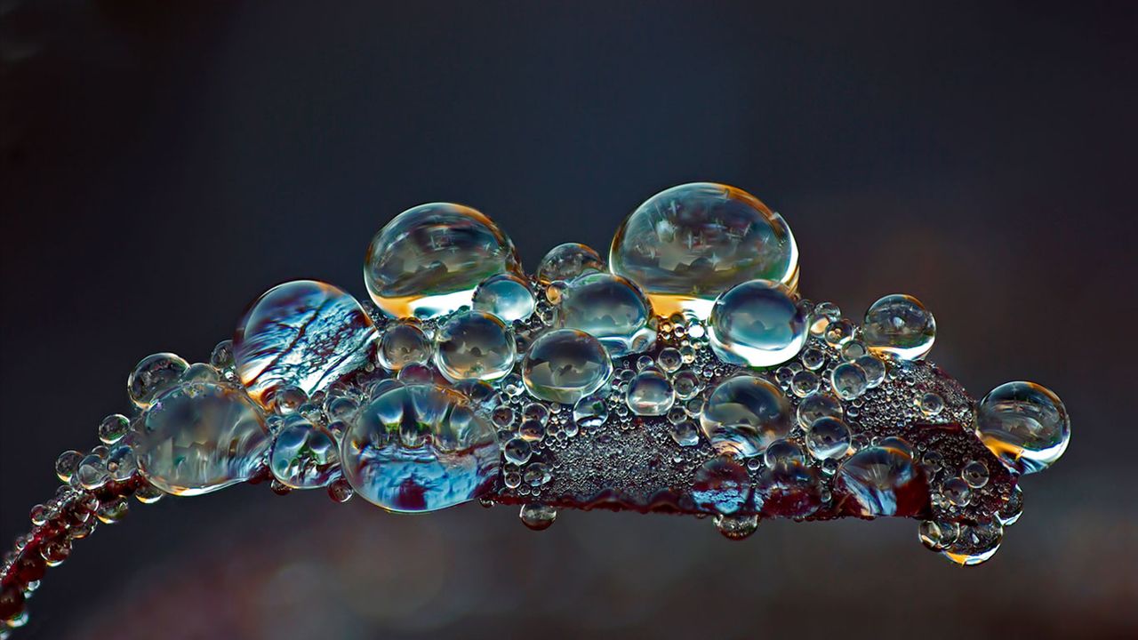 Dew on the leaf of a smoketree 