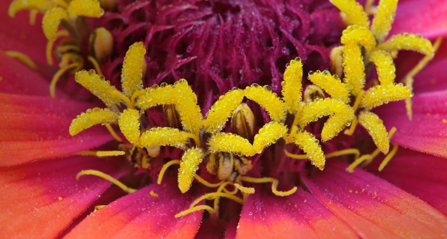 Close-up of zinnia flower