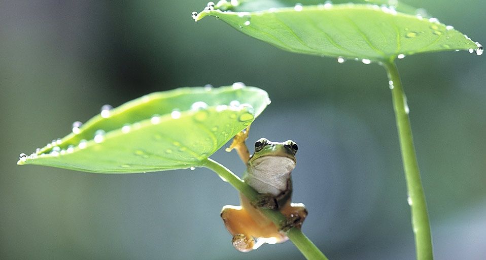 ｢里芋の葉に登るアマガエル｣神奈川, 横浜