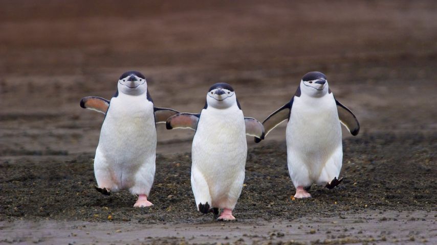 南极欺骗岛，三只走步的帽带企鹅