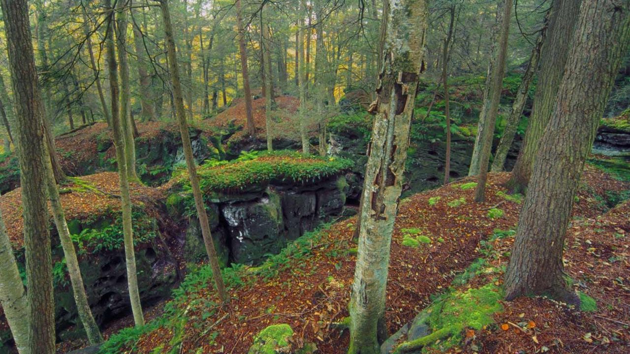 Beartown State Park in Monongahela National Forest, West Virginia