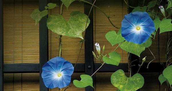 嵌入Python真辛苦啊