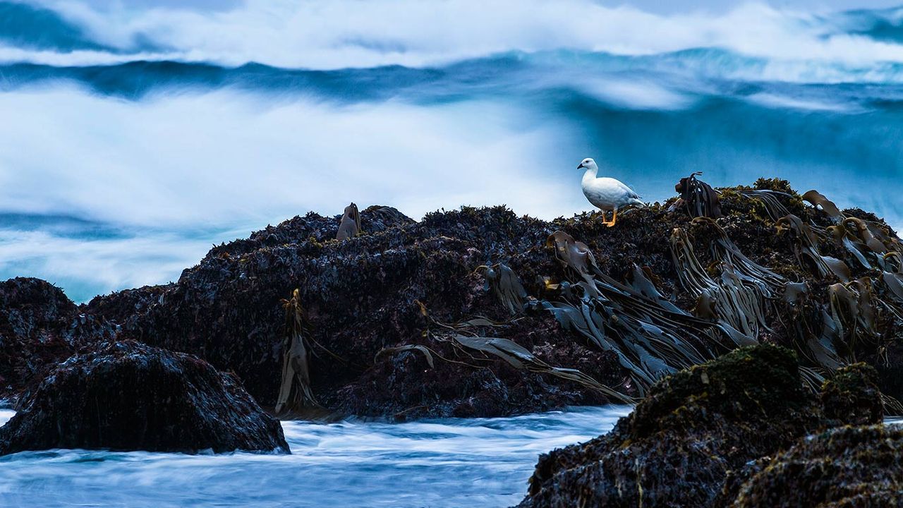 Ouette marine sur la plage de Cole-Cole, parc national Chiloé, île de Chiloé, Chili