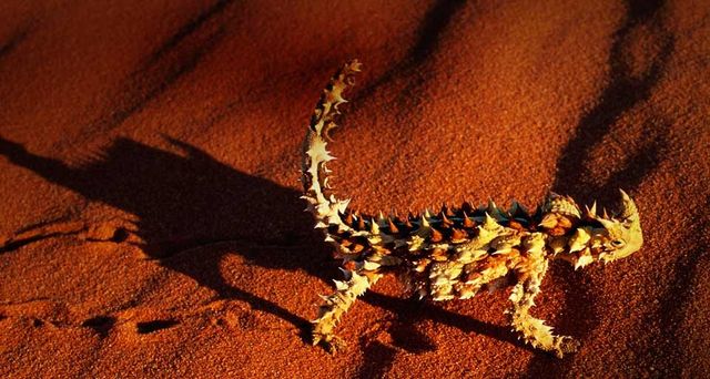 Dornteufel läuft über roten Sand in der Wüste bei Alice Springs, Australien – Theo Allofs/CORBIS ©