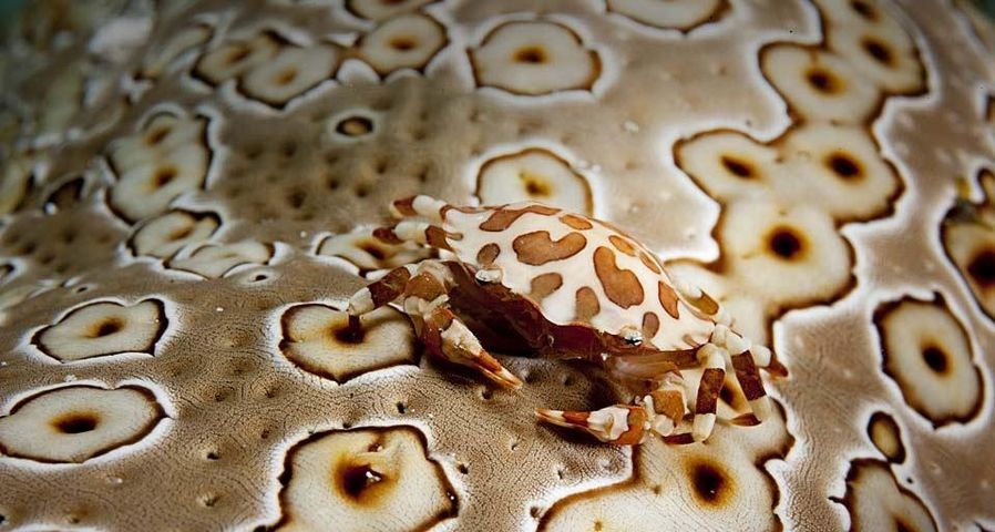 海参背上的圆球光背蟹