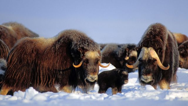 Muskox in the Brooks Range, Alaska