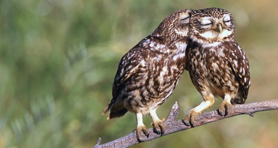 Little owls roost in Extremadura, Spain