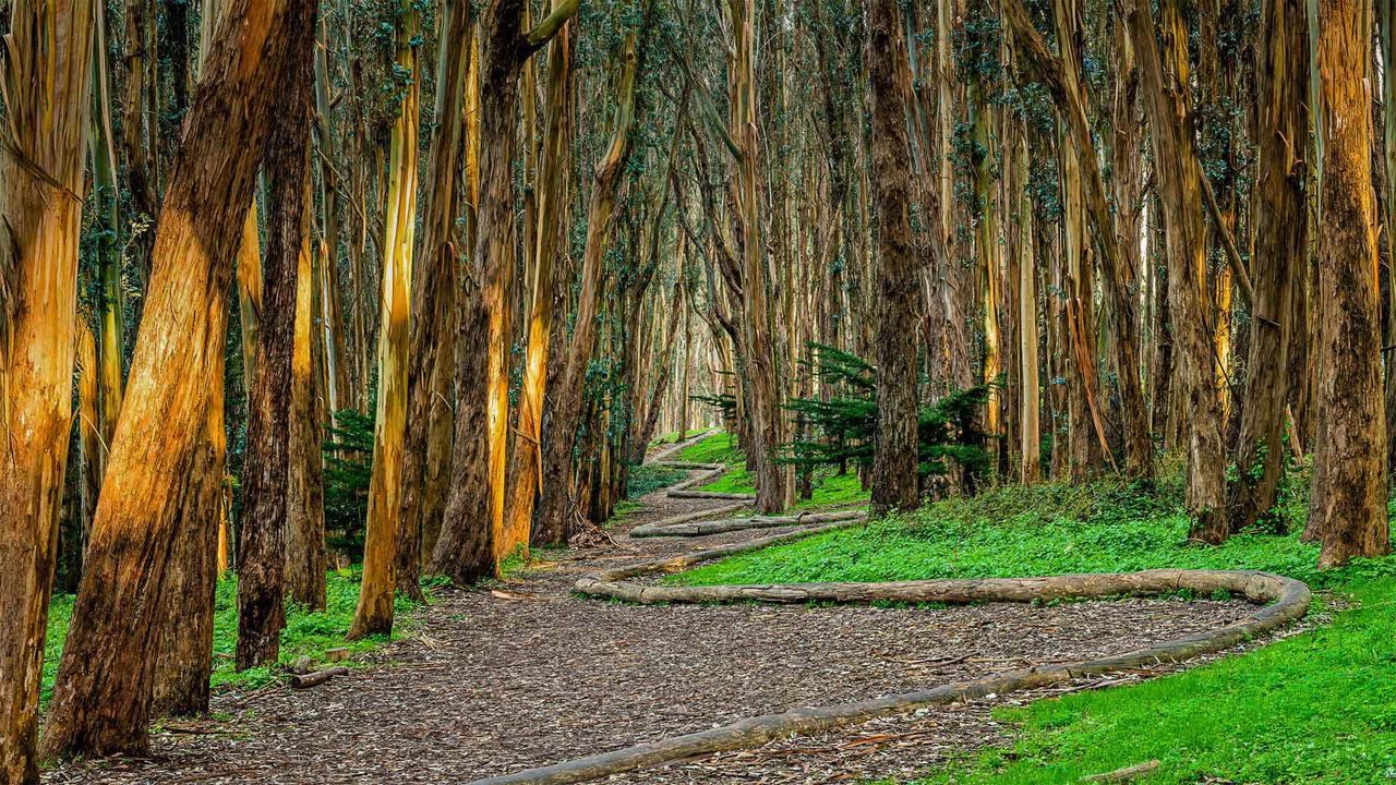 Installation artistique “Wood Line” d’Andy Goldsworthy's le long du chemin des amoureux dans le Presidio de San Francisco, California
