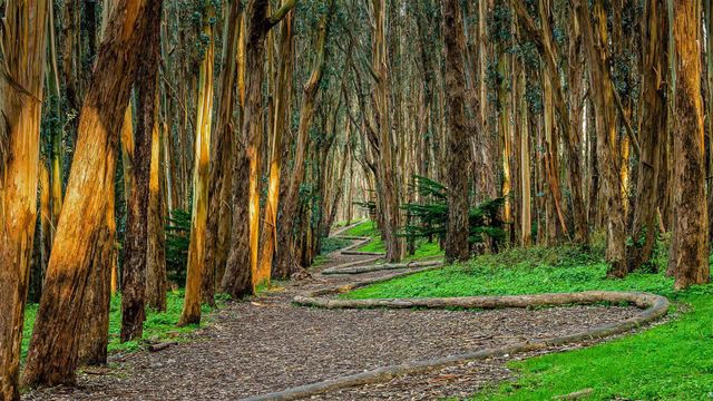 Installation artistique “Wood Line” d’Andy Goldsworthy's le long du chemin des amoureux dans le Presidio de San Francisco, California