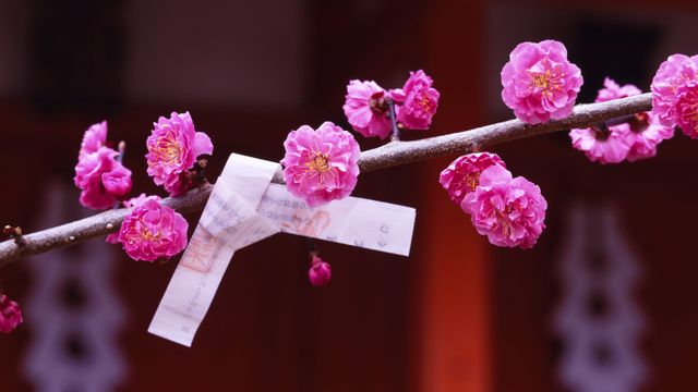 「梅とおみくじ」京都, 北野天満宮