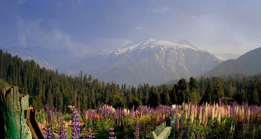 Flowers near the town of Gulmarg in the state of Jammu and Kashmir, India