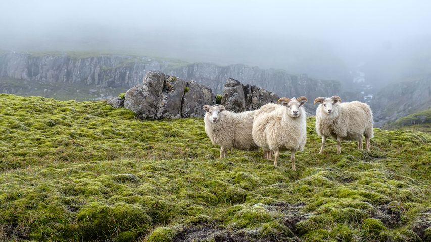 A wooly welcoming committee