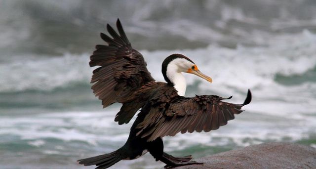 Little Pied Cormorant on rocks near Kings Beach Caloundra