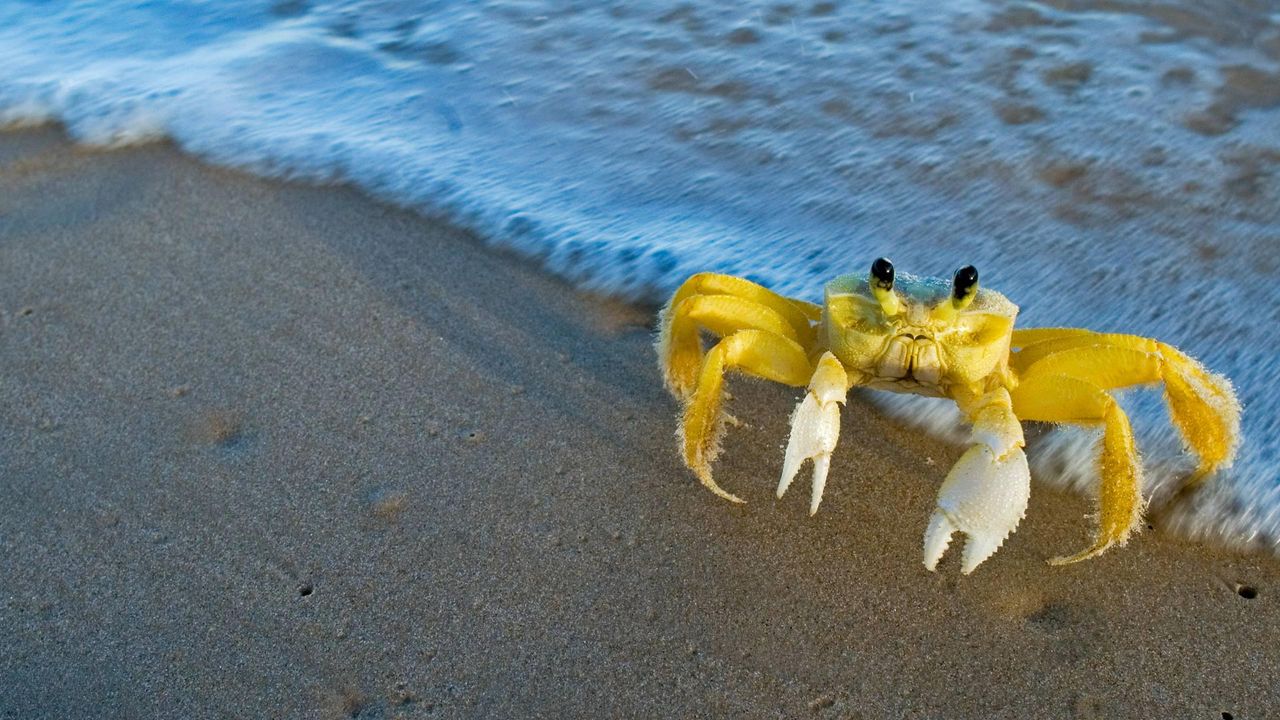 Ocypode quadrata ou crabe-fantôme 