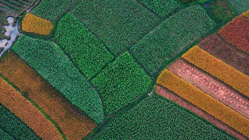 Aerial picture, field structure before rice harvestation, Guilin, Guanxi, China