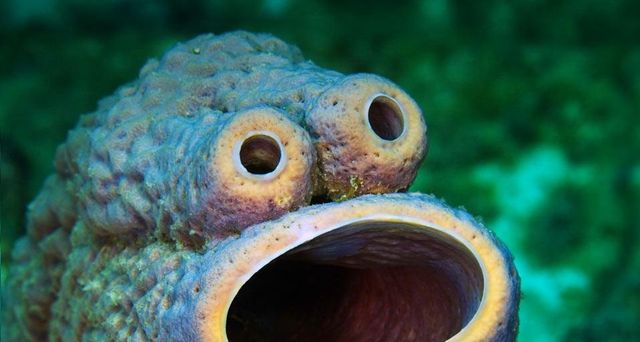 A natural face formation on a stove-pipe sponge