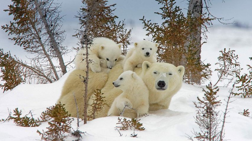 Mother polar bear and cubs in Manitoba’s Wapusk National Park, Canada 