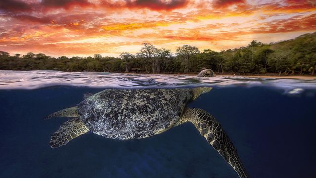 Green sea turtle at dusk, Mayotte, Indian Ocean