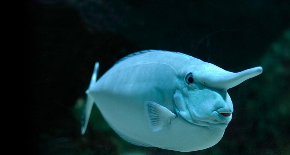 Whitemargin unicornfish
