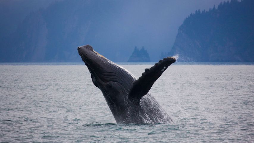 ｢ザトウクジラのブリーチ｣アメリカ, アラスカ 