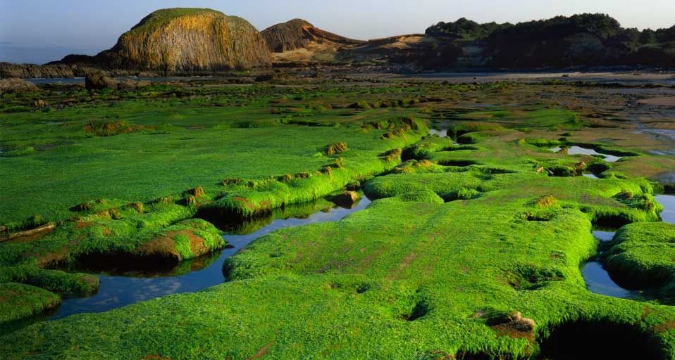 Seaweed covers sandstone formations at low tide below Elephant Rock at Seal Rock State Park, Oregon