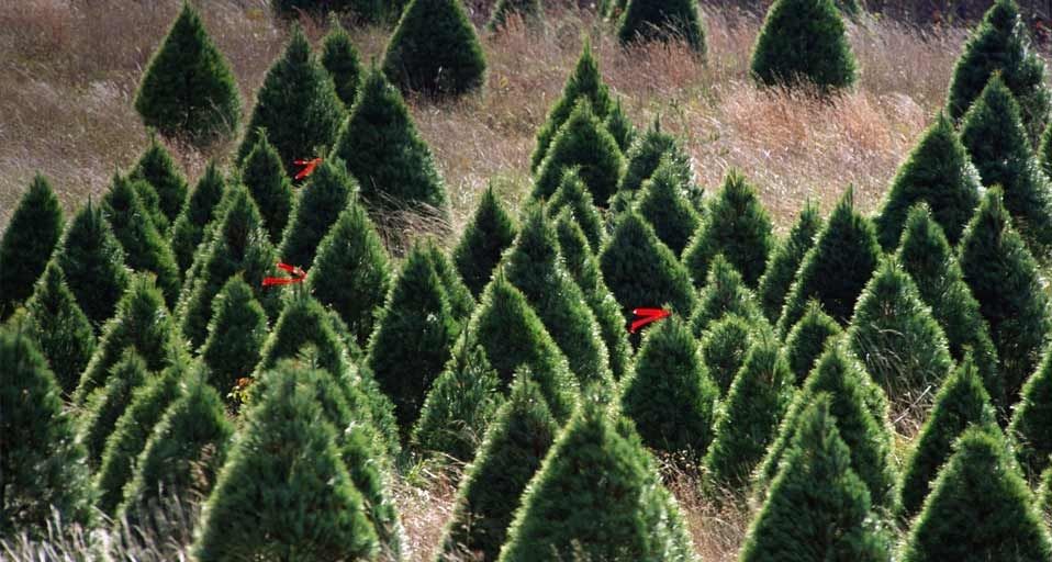 Christmas tree farm