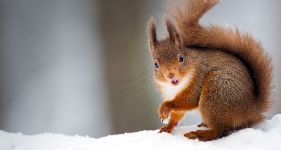 Red Squirrel