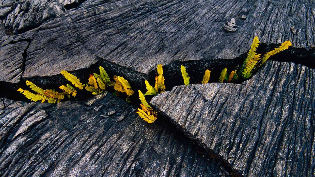 'Ama'u ferns sprouting from a crack in lava rock, Hawaii Volcanoes National Park, Hawaii