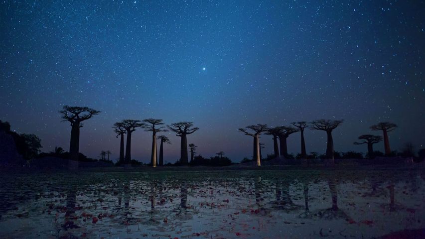 Baobab trees reflecting on the Avenue of the Baobabs in the Menabe region of Madagascar 