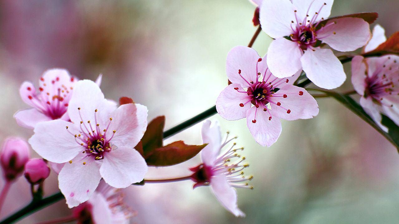Kirschblüte