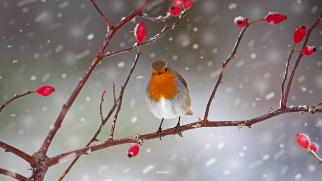 Robin perched on a rose hip branch in Norfolk