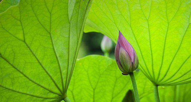 ｢ハスのつぼみ｣香川, 高松