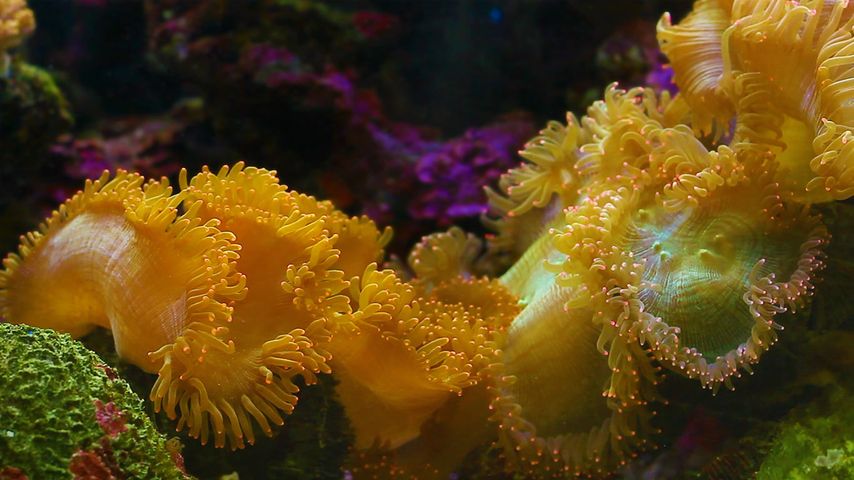 Sea anemone off the coast of Thailand