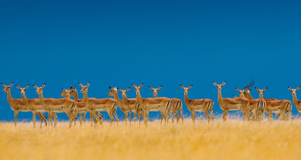 An alarmed impala herd alerts to danger in the Serengeti National Park, Tanzania