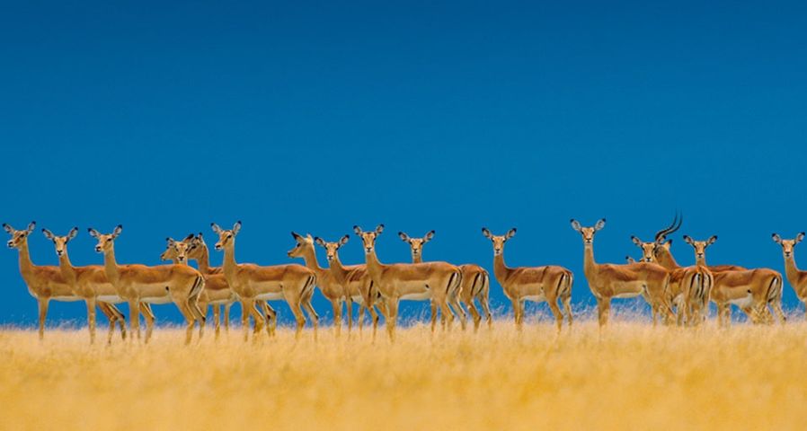 An alarmed impala herd alerts to danger in the Serengeti National Park, Tanzania