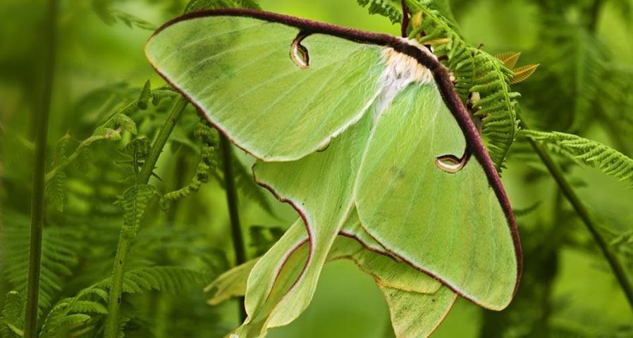 Luna moths among hay-scented ferns, Lively, Ontario, Canada