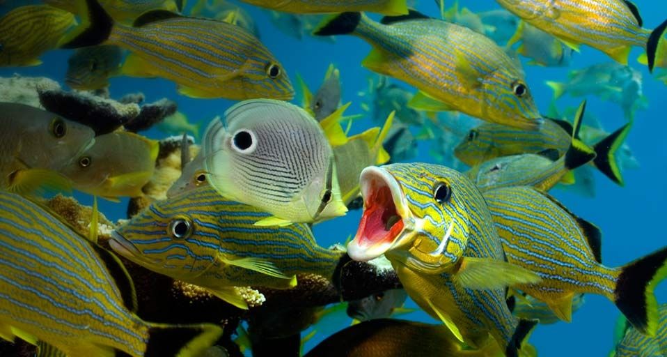 cleaning-behavior-of-blue-striped-grunt-and-four-eyed-butterfly-fish
