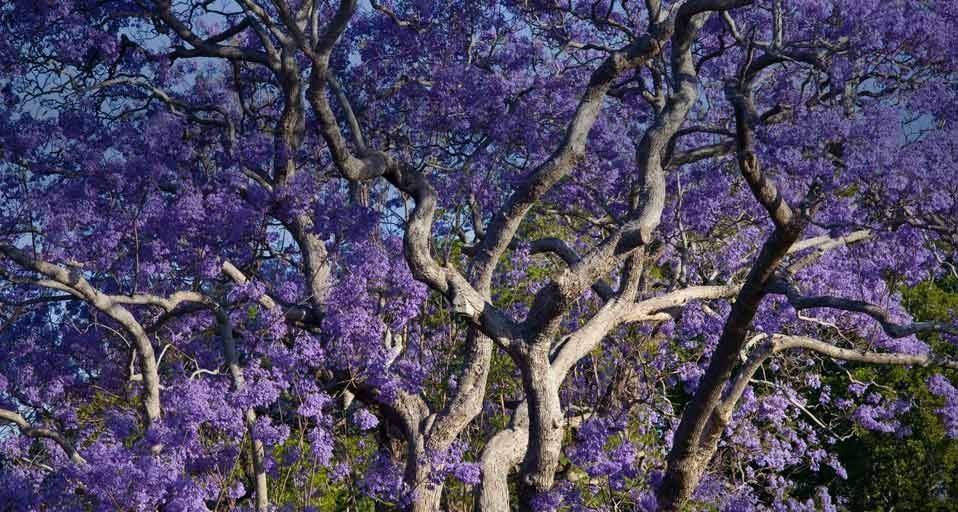 Blooming Jacaranda Trees in New Farm Park, Brisbane, State of Queensland, Australia