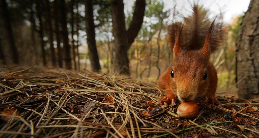 Red Squirrel (Sciurus vulgaris) feeding on nut, Formby, Merseyside