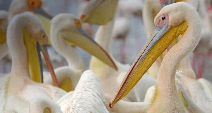 Pelikane tummeln sich am Nakuru-See in Kenia – Werner Bollmann/age fotostock ©