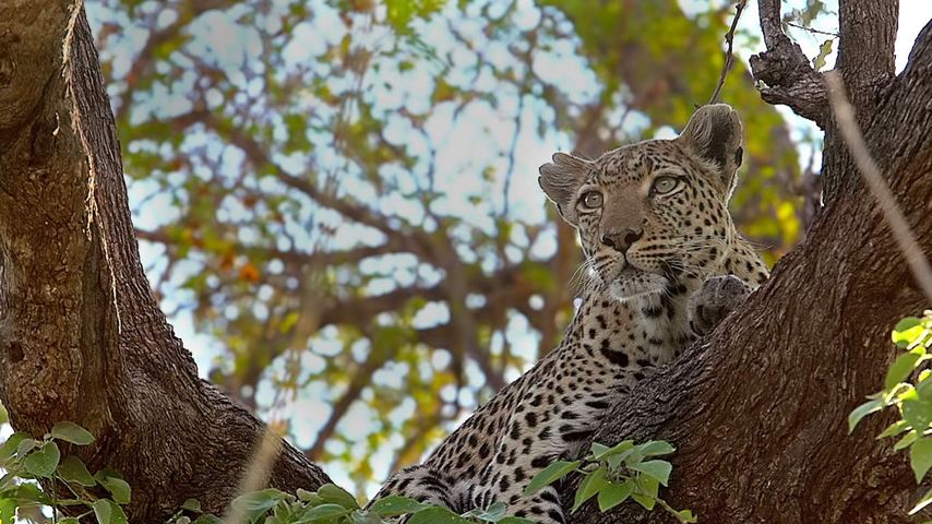 Leopard perched in a tree in the Moremi Game Reserve, Botswana