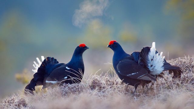Black grouse males, Bergslagen, Sweden