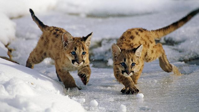 Mountain lion cubs in Utah’s Uinta National Forest